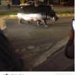 Ippopotamo in strada in Spagna, è scappato da circo