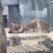 YOUTUBE Leoni sbranano uomo allo zoo VIDEO CHOC