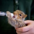 Scoiattoli cuccioli orfani, allattati col biberon