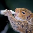 Scoiattoli cuccioli orfani, allattati col biberon3
