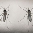 Zika, scienziati chiedono rinvio Olimpiadi Rio de Janeiro