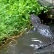 Alligatore fuori acqua