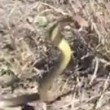 Australia, serpente velenoso attacca la telecamera