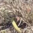 Australia, serpente velenoso attacca la telecamera3