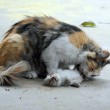 Mamma gatta prova a rianimare cuccioli morti 3