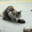 Mamma gatta prova a rianimare cuccioli morti 2