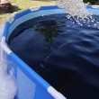 YOUTUBE Mentos e Coca Cola: ecco come creare una Jacuzzi in giardino
