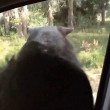 Orso apre porta auto, famiglia a bordo urla terrorizzata6