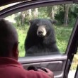 Orso apre porta auto, famiglia a bordo urla terrorizzata4