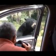 Orso apre porta auto, famiglia a bordo urla terrorizzata2