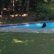Orso in piscina per rinfrescarsi: ci resta per un quarto d'ora