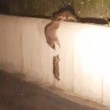 Procioni si arrampicano, ecco come tirano su cucciolo3