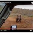 Rinoceronte nero non ama essere fotografato e punta l'auto 6