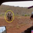 Rinoceronte nero non ama essere fotografato e punta l'auto 4