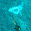 YOUTUBE Pescatore attaccato alle gambe da squalo