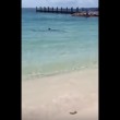 VIDEO YOUTUBE Squalo martello a riva: tutti fuori dall'acqua