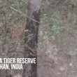 VIDEO YOUTUBE Tigre del Bengala contro leopardo: chi vince? 3
