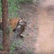 VIDEO YOUTUBE Tigre del Bengala contro leopardo: chi vince? 4