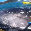 YOUTUBE Megattera intrappolata nella rete da pesca chiede aiuto a canoisti