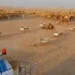 Cammelli nel deserto, autobotti per non farli morire di sete3