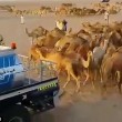 Cammelli nel deserto, autobotti per non farli morire di sete2