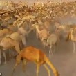 Cammelli nel deserto, autobotti per non farli morire di sete