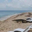 Coccodrillo cammina tra gli ombrelloni per raggiungere il mare5