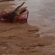 Coccodrillo lungo due metri catturato con rete per granchi 3
