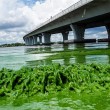 Florida, invasione di alghe verdi guacamole2