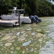 Florida, invasione di alghe verdi guacamole6