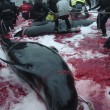 Isole Faroe, mare si tinge di rosso