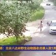 VIDEO YOUTUBE Donna uccisa da tigre in un parco naturale in Cina 02