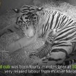 Mamma tigre coccola i suoi cuccioli 7