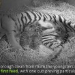 Mamma tigre coccola i suoi cuccioli 1