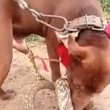 Serpente lo morde proprio lì: il cane cerca di liberarsi