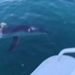 Squalo salto backflips fuori dall'acqua accanto ai pescatori