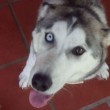VIDEO Husky abbandonato in terrazza tra le feci