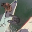 Lamantino si appoggia sulla tavola da surf