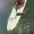 Lamantino si appoggia sulla tavola da surf5