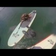 Lamantino si appoggia sulla tavola da surf4