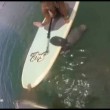 Lamantino si appoggia sulla tavola da surf3