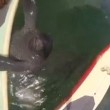 Lamantino si appoggia sulla tavola da surf2