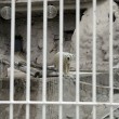 Arturo, l'orso più triste del mondo è morto02