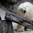 Arturo, l'orso più triste del mondo è morto04