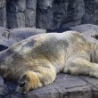 Arturo, l'orso più triste del mondo è morto05