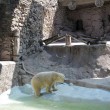 Arturo, l'orso più triste del mondo è morto06