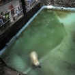 Arturo, l'orso più triste del mondo è morto09