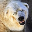 Arturo, l'orso più triste del mondo è morto10