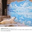 Arturo, l'orso più triste del mondo è morto13