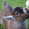 Benjamin, un capretto come animale domestico 3